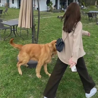 小小迪特想要飞